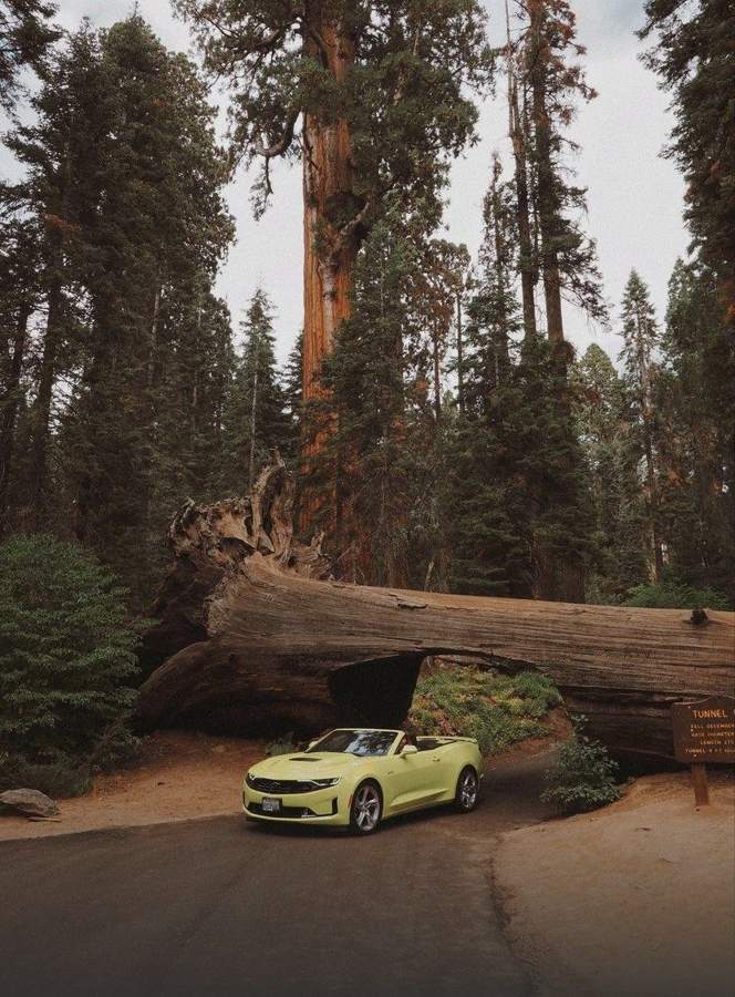 Tunnel Log, Sequoia National Park — photo by Marina Ponomaryova