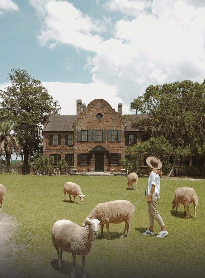 Sheep On The Lodge Lawn — photo by Marina Ponomaryova